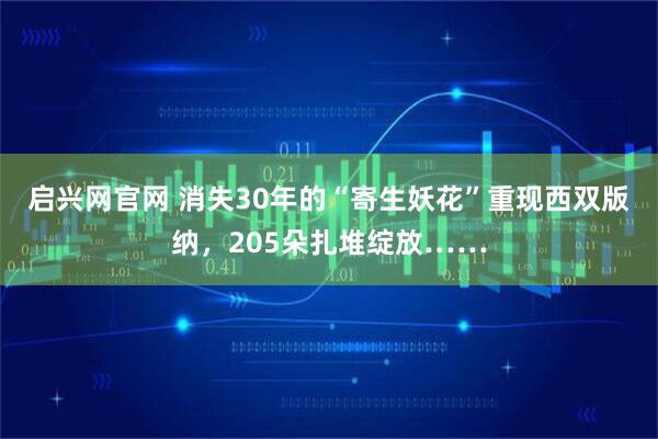 启兴网官网 消失30年的“寄生妖花”重现西双版纳，205朵扎堆绽放……